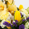 Orchild Arrangment